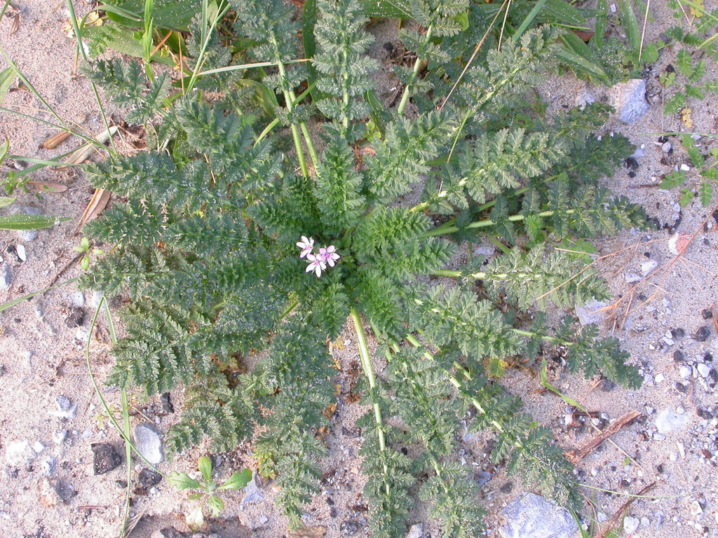 Erodium cicutarium (door Peter Meininger)