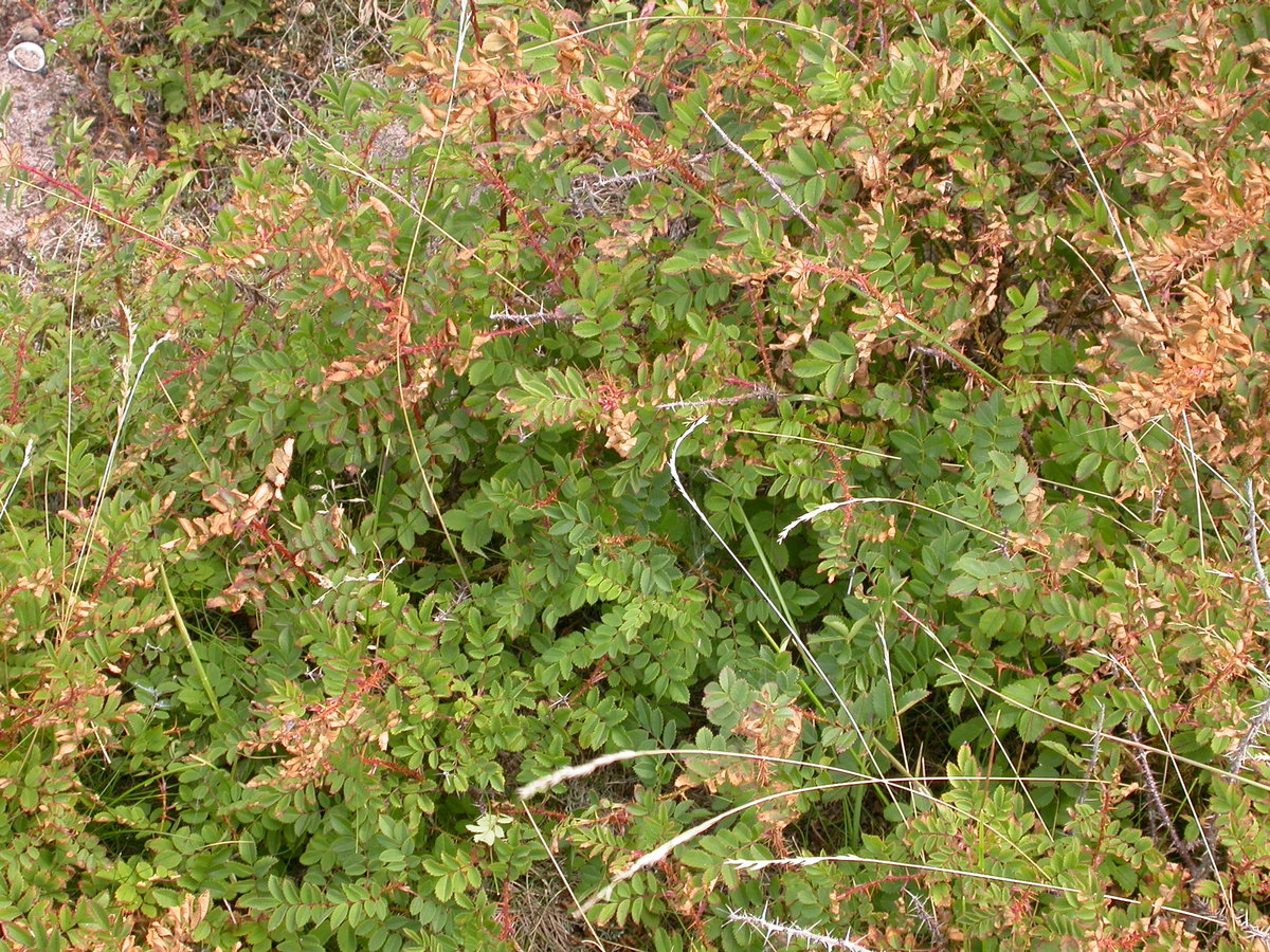 Rosa spinosissima (door Peter Meininger)