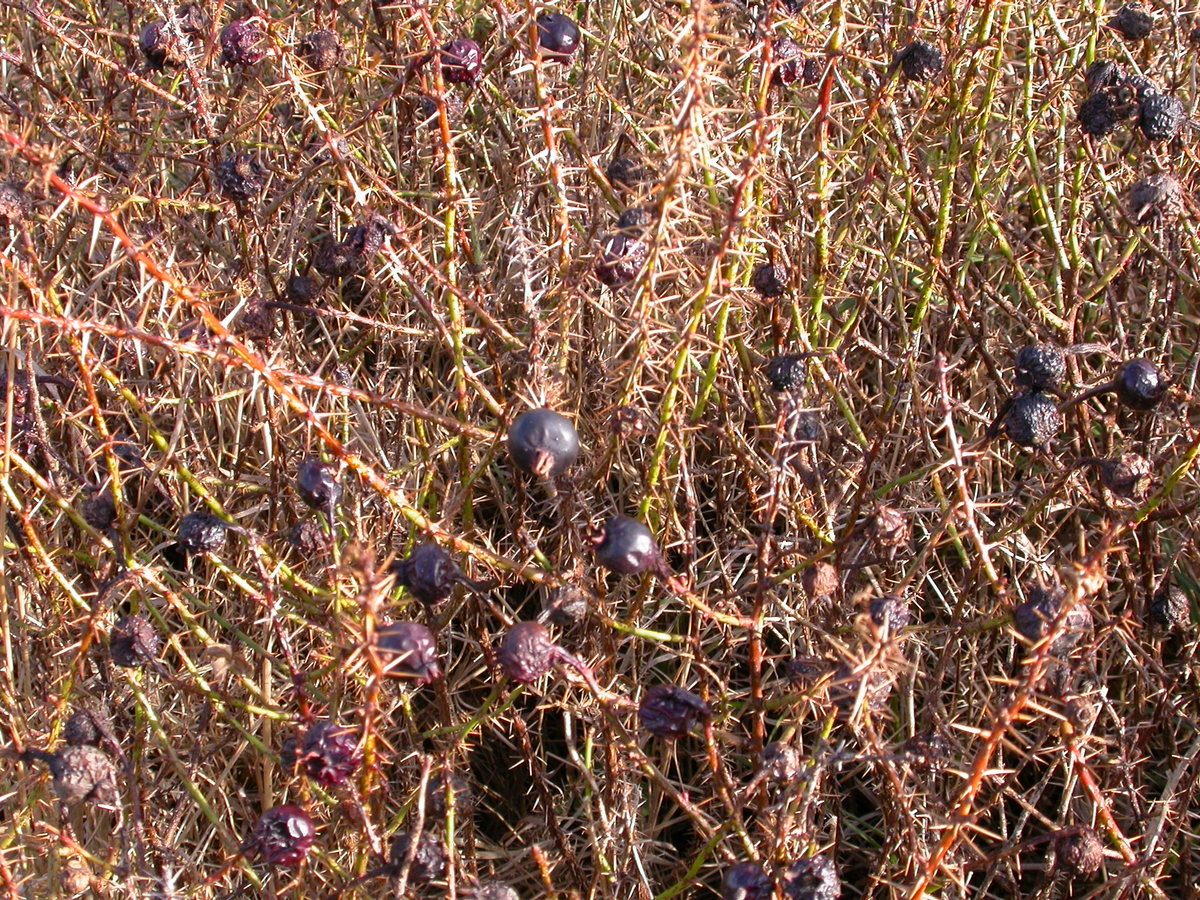 Rosa spinosissima (door Peter Meininger)