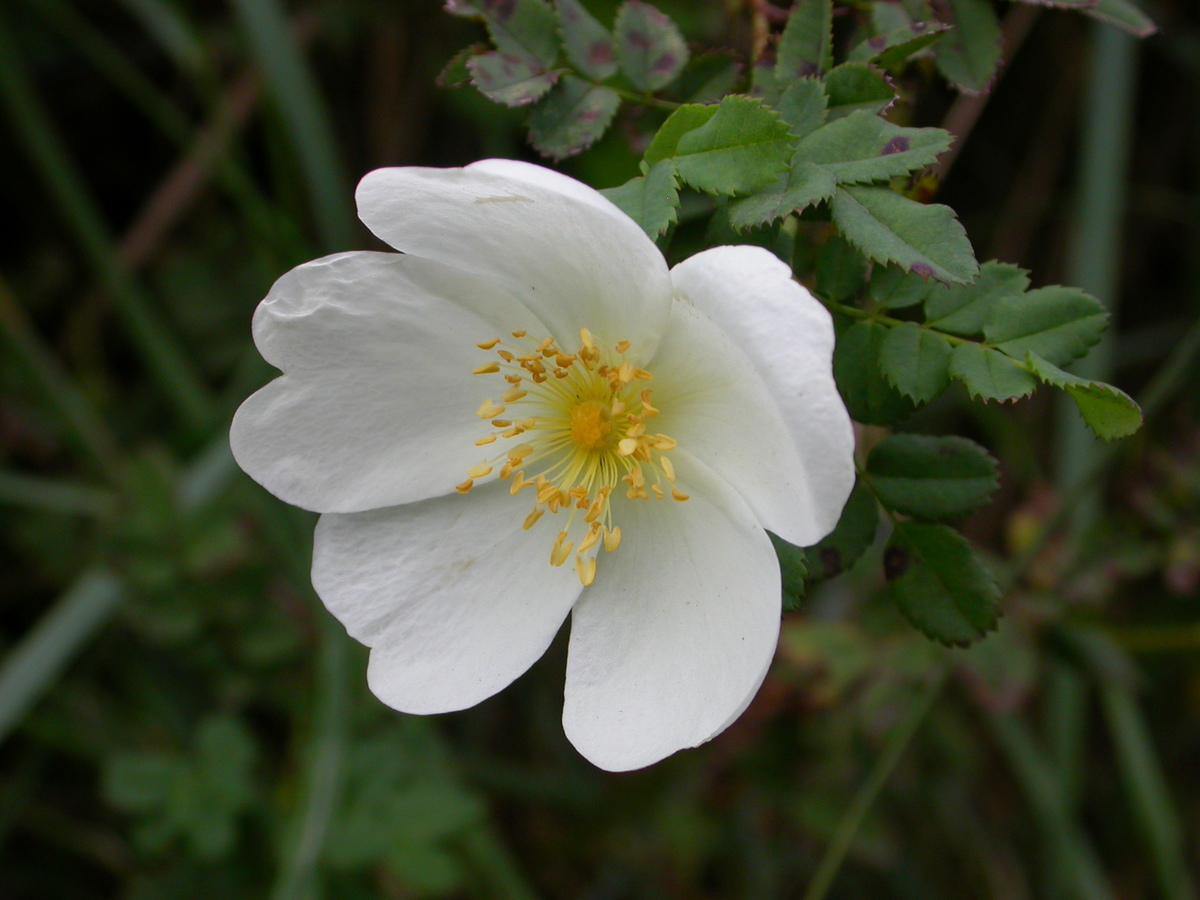 Rosa spinosissima (door Peter Meininger)