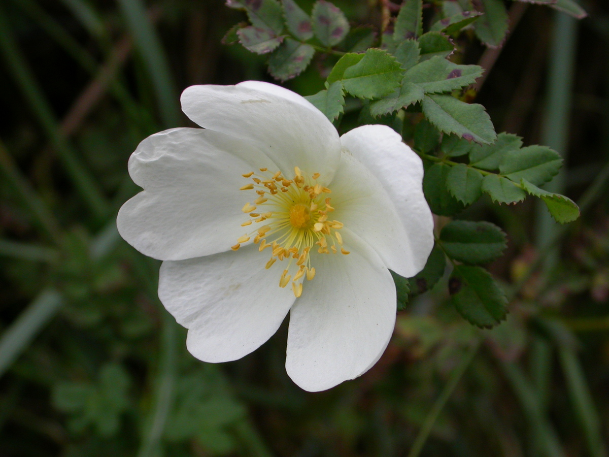 Rosa spinosissima (door Peter Meininger)