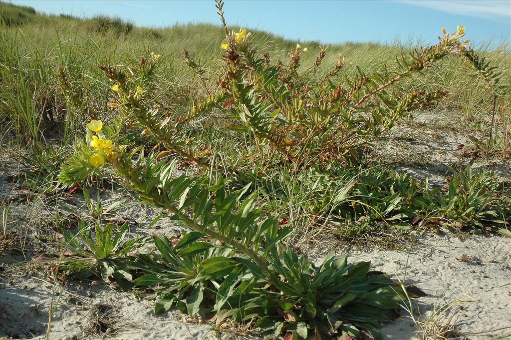 Oenothera oakesiana (door Bas Kers)