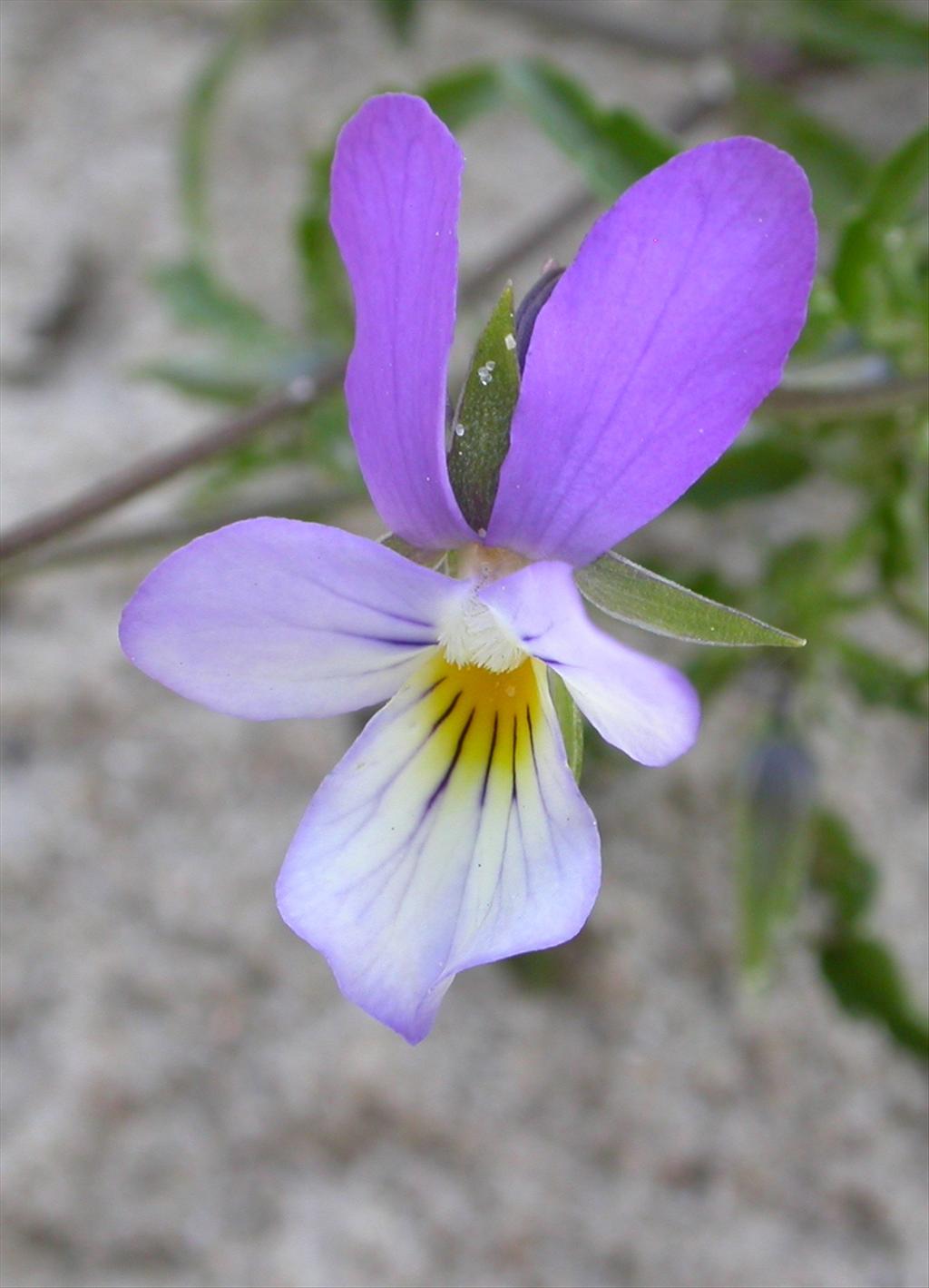 Viola tricolor subsp. curtisii (door Peter Meininger)