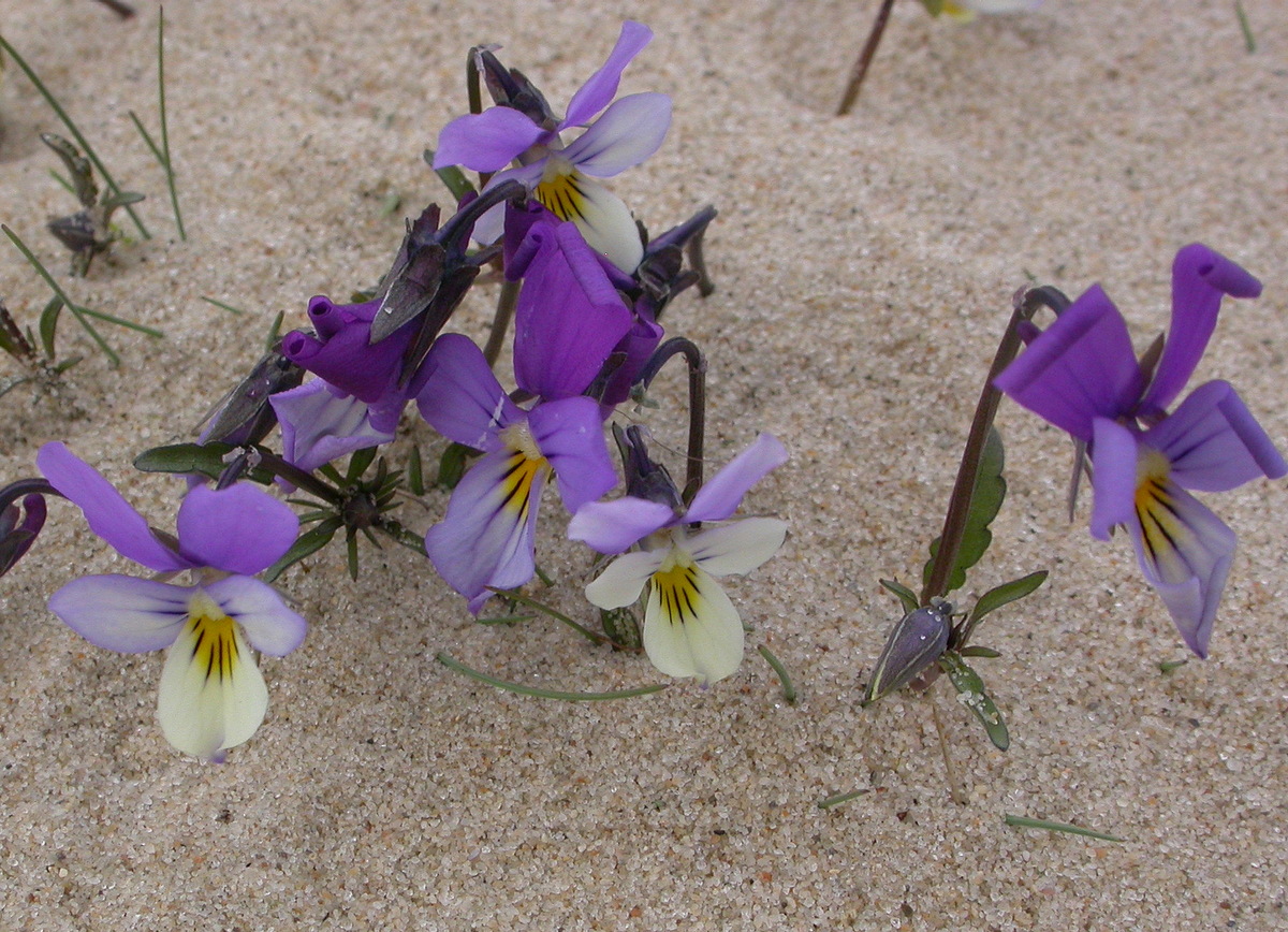 Viola tricolor subsp. curtisii (door Peter Meininger)