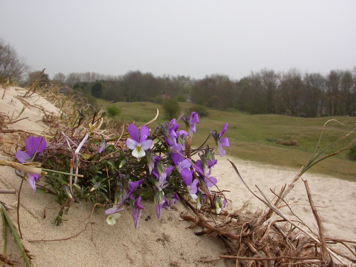 Viola tricolor subsp. curtisii (door Peter Meininger)