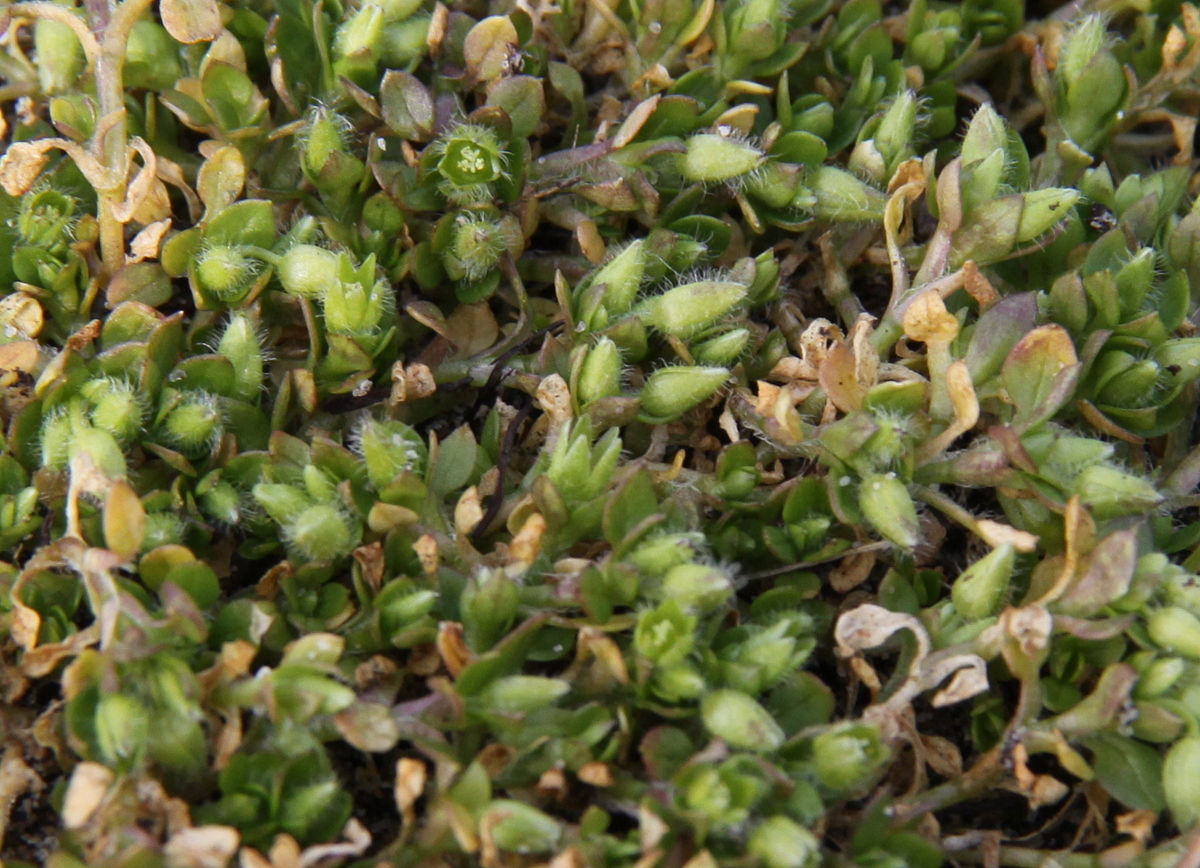 Stellaria apetala (door Peter Meininger)