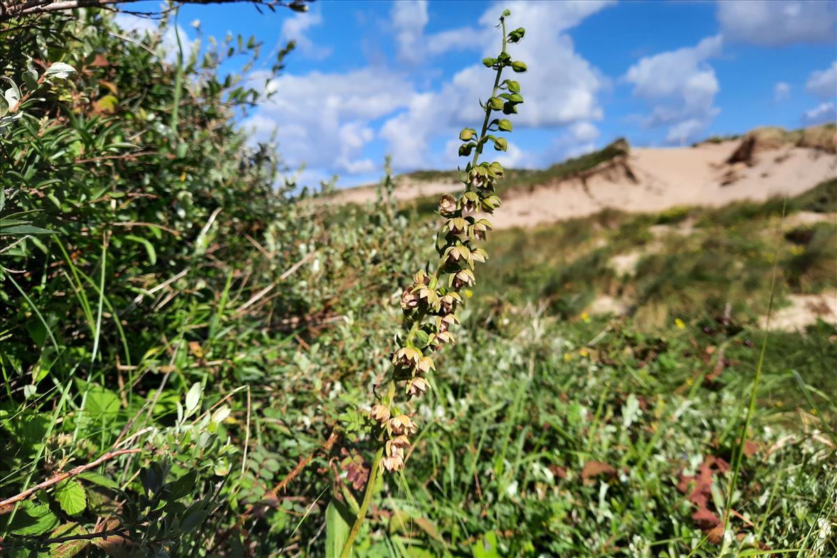 Epipactis helleborine subsp. neerlandica (door Maarten Langbroek)