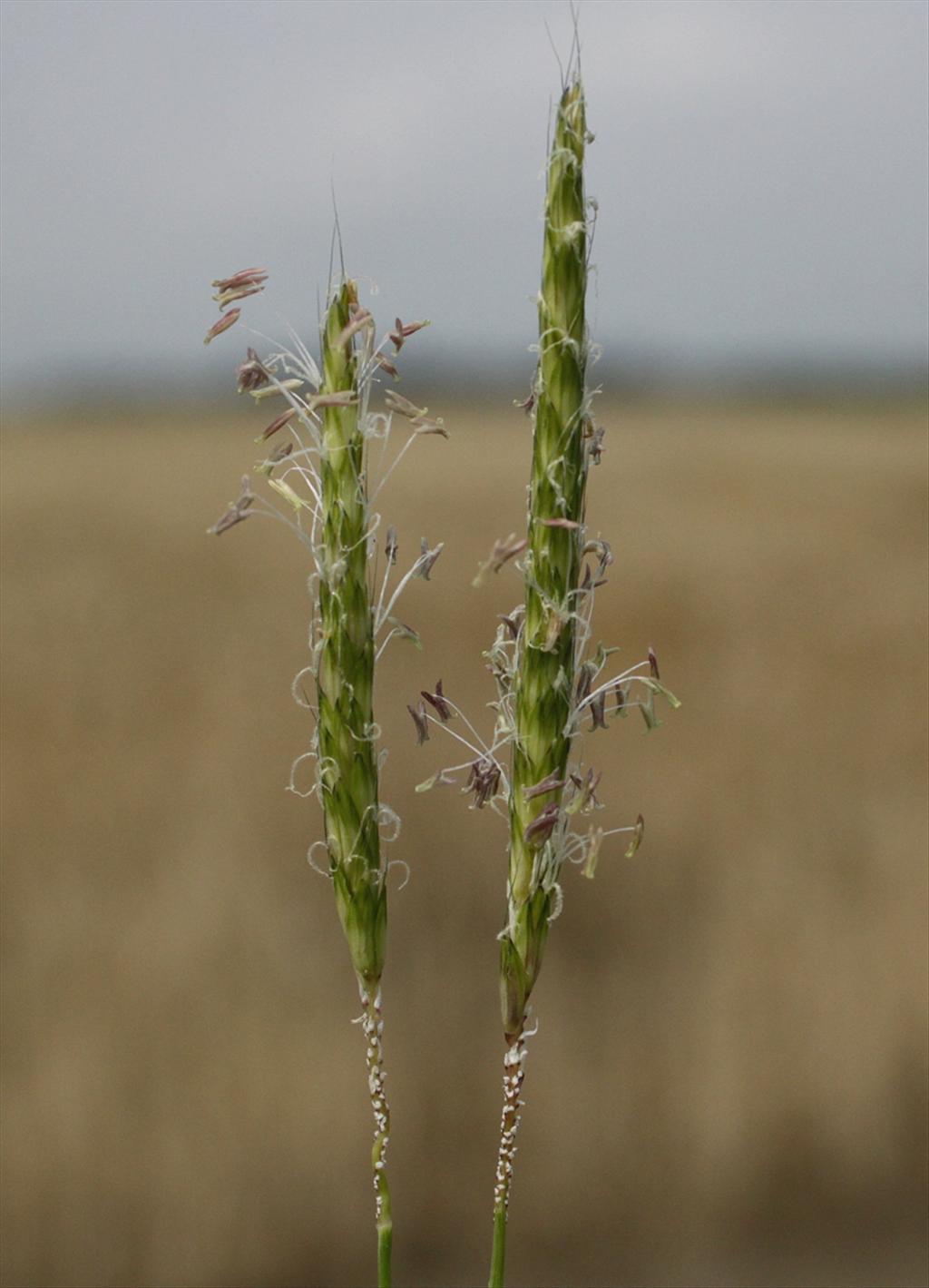 Alopecurus myosuroides (door Peter Meininger)