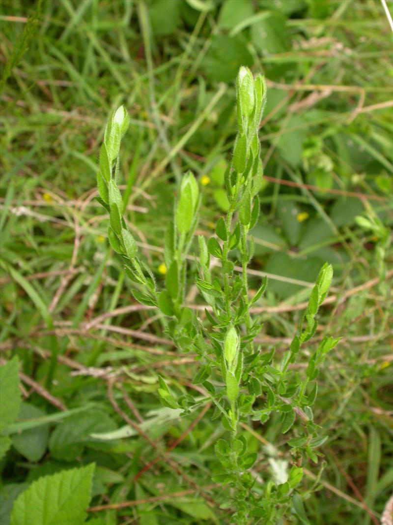 Genista germanica (door Peter Meininger)