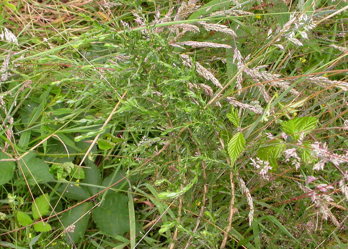 Genista germanica (door Peter Meininger)