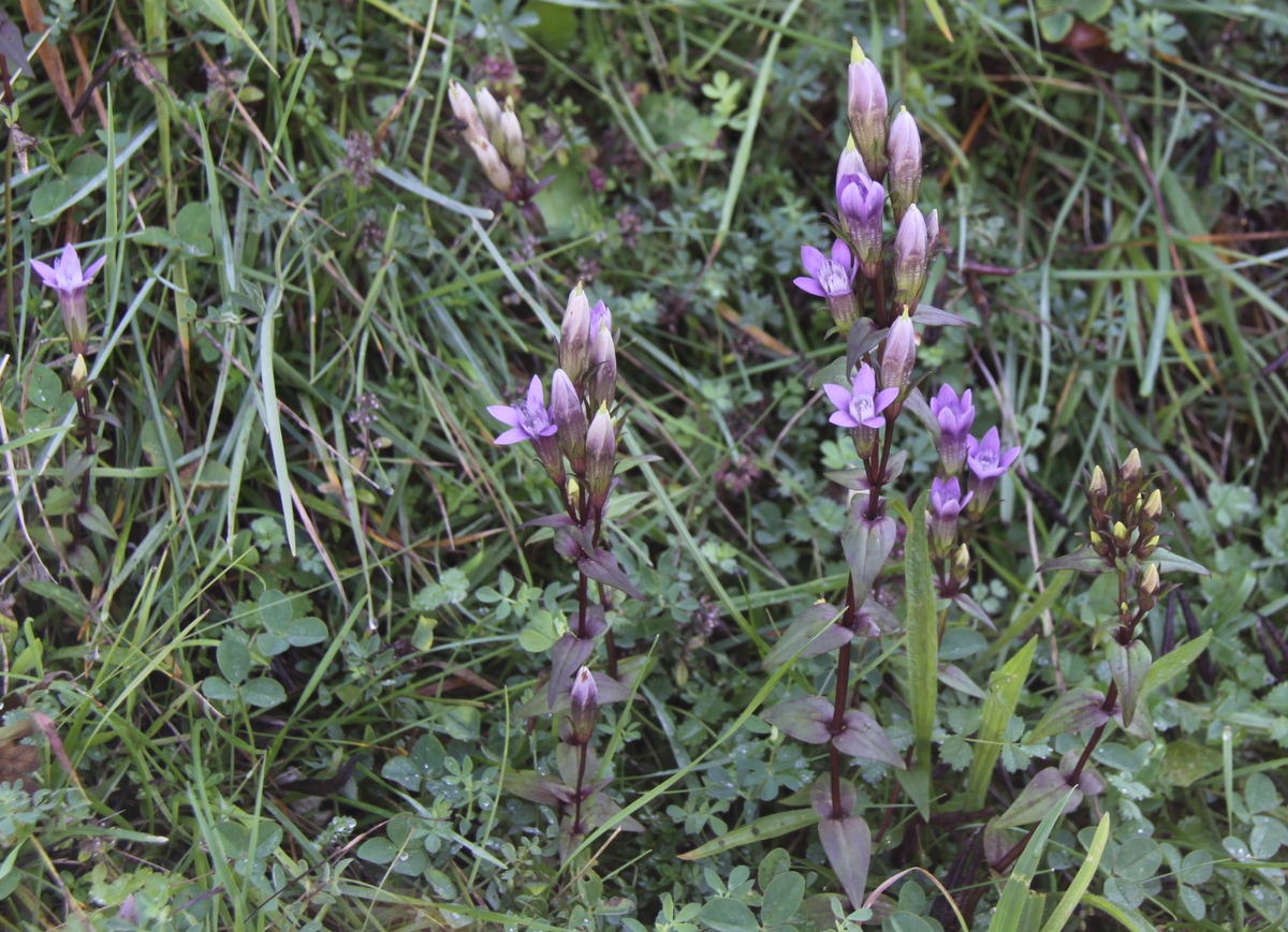 Gentianella germanica (door Peter Meininger)