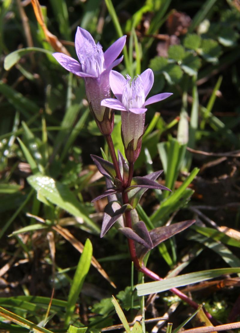 Gentianella germanica (door Peter Meininger)