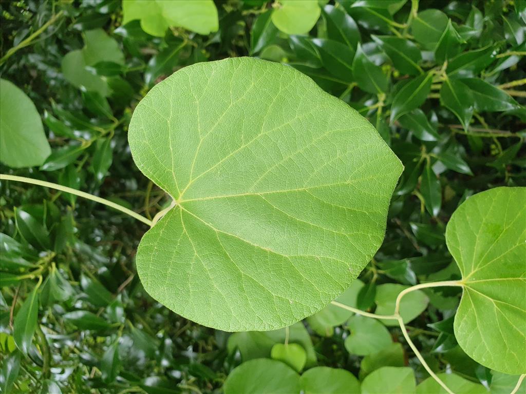 Aristolochia macrophylla (door Willem Braam)