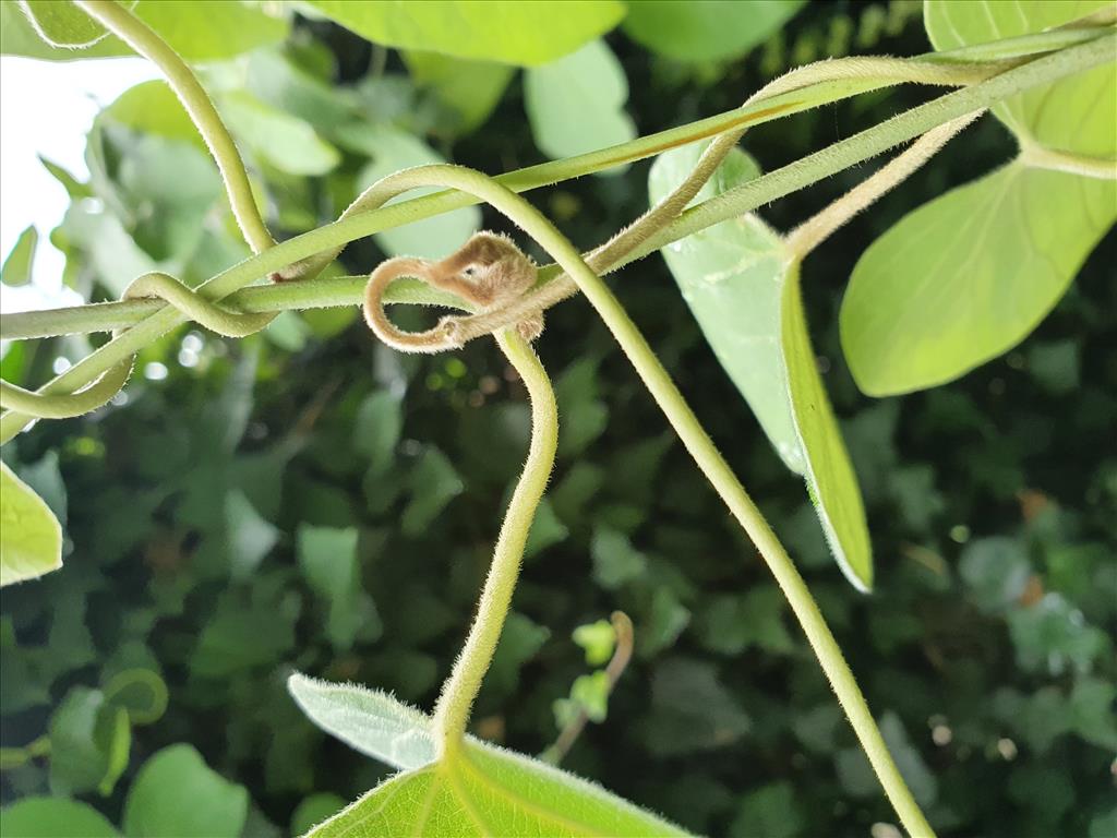 Aristolochia macrophylla (door Willem Braam)