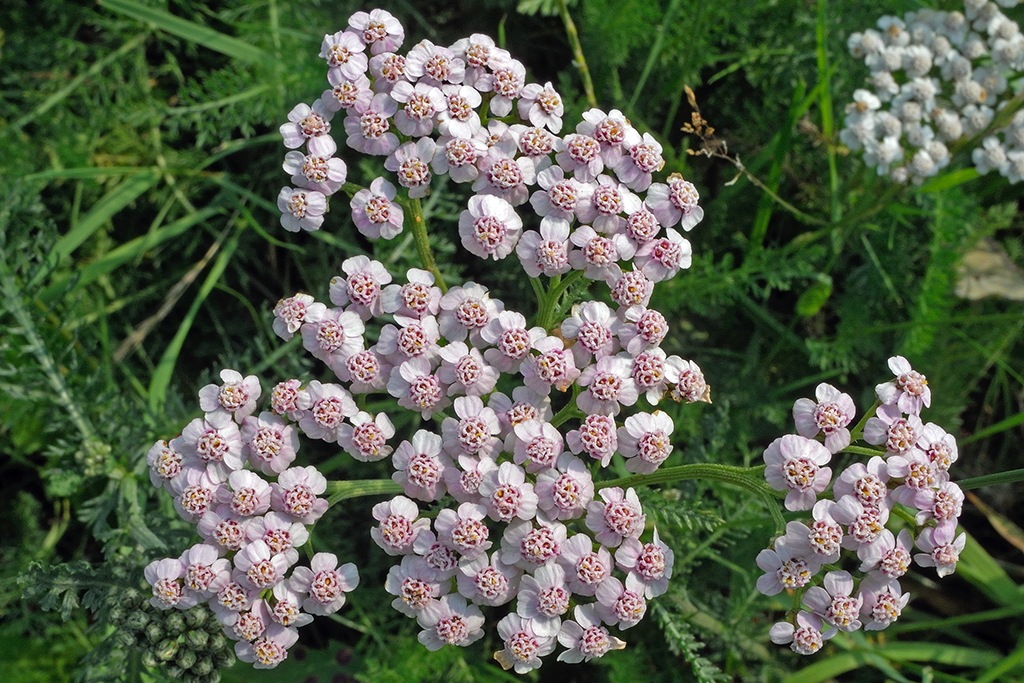 Achillea millefolium (door Ab H. Baas)