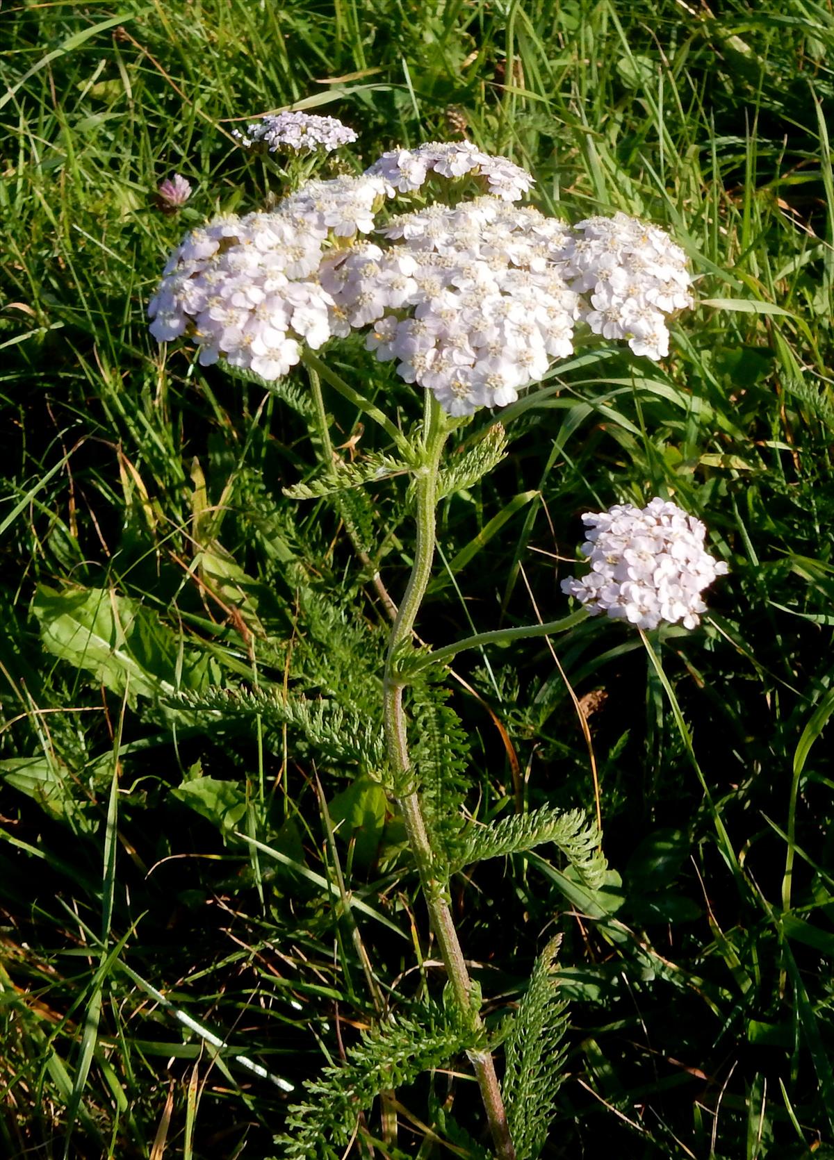 Achillea millefolium (door Peter Meininger)