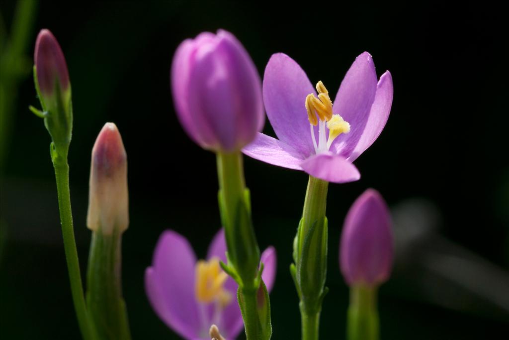 Centaurium erythraea (door Valentine Kalwij)