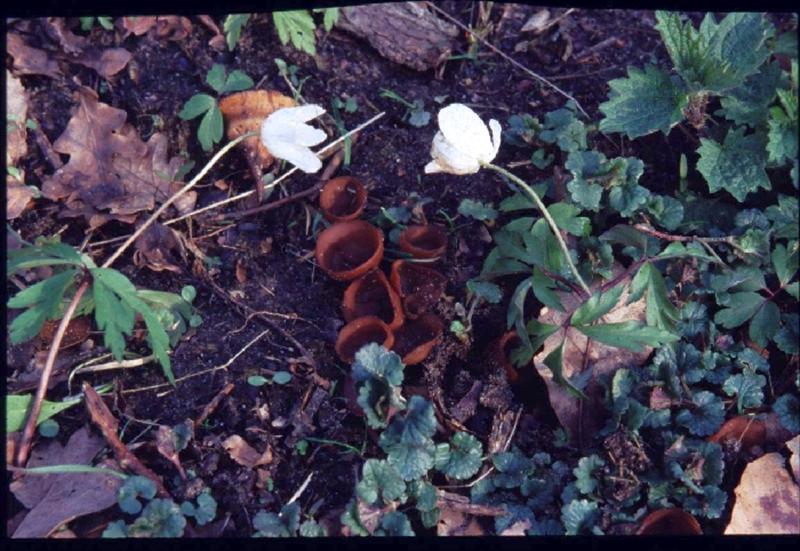 Dumontinia tuberosa (door Bert Nijenhuis)