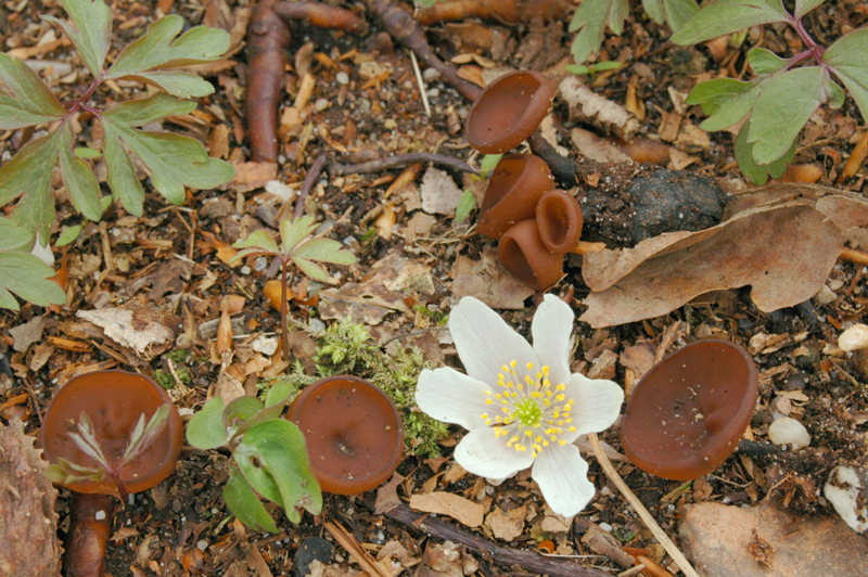 Dumontinia tuberosa (door Nico Dam)