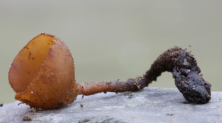 Dumontinia tuberosa (door Betsie van der Kruijs)