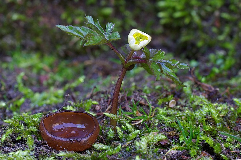 Dumontinia tuberosa (door Gio van Bernebeek)