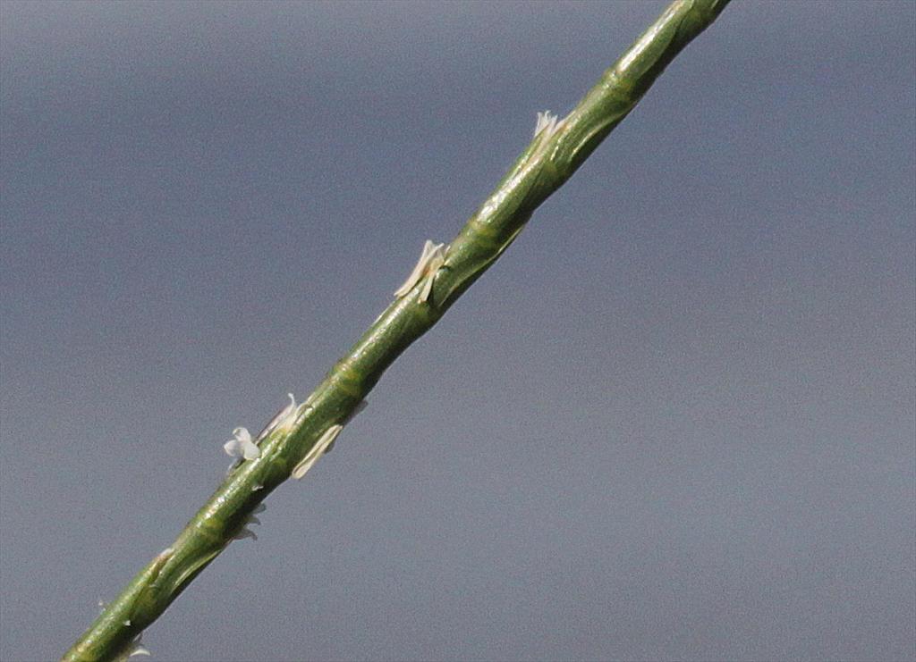 Parapholis strigosa (door Peter Meininger)