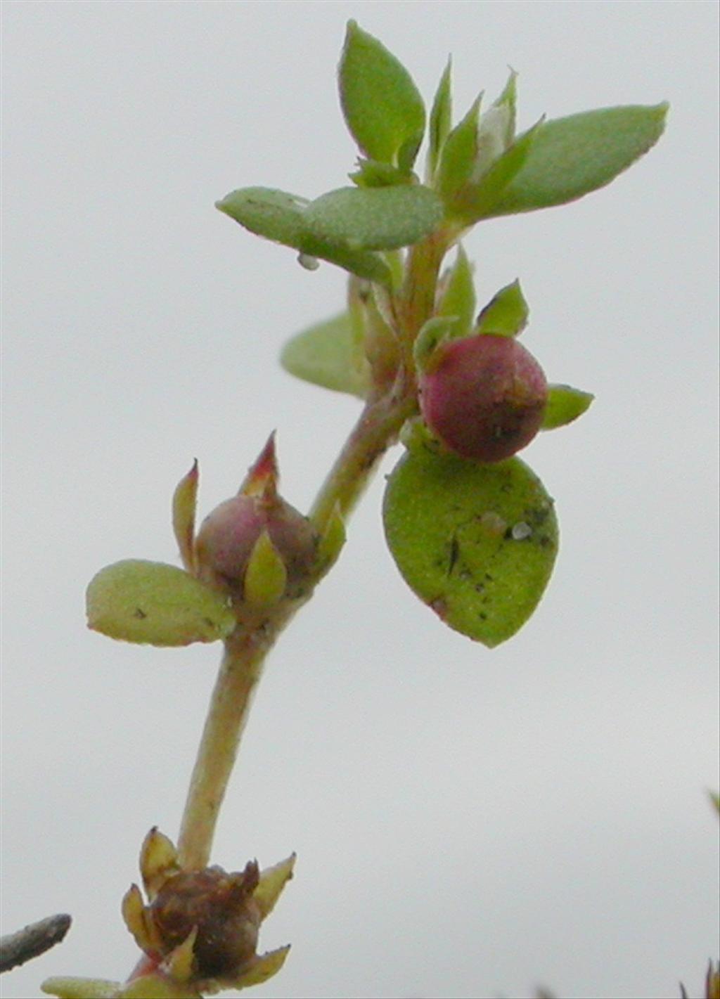 Centunculus minimus (door Peter Meininger)