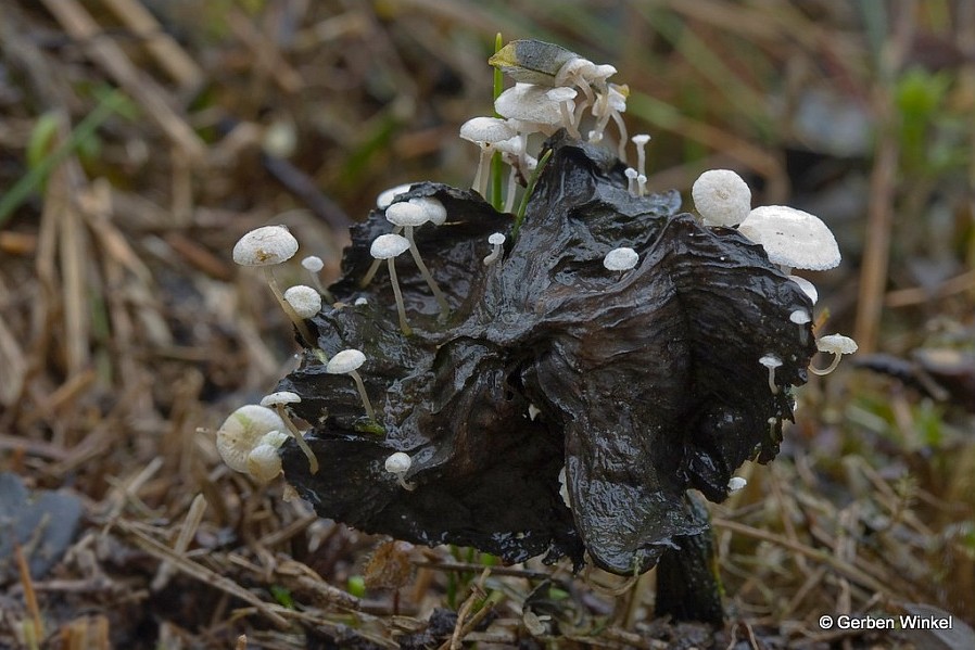 Collybia cirrata (door Gerben Winkel)