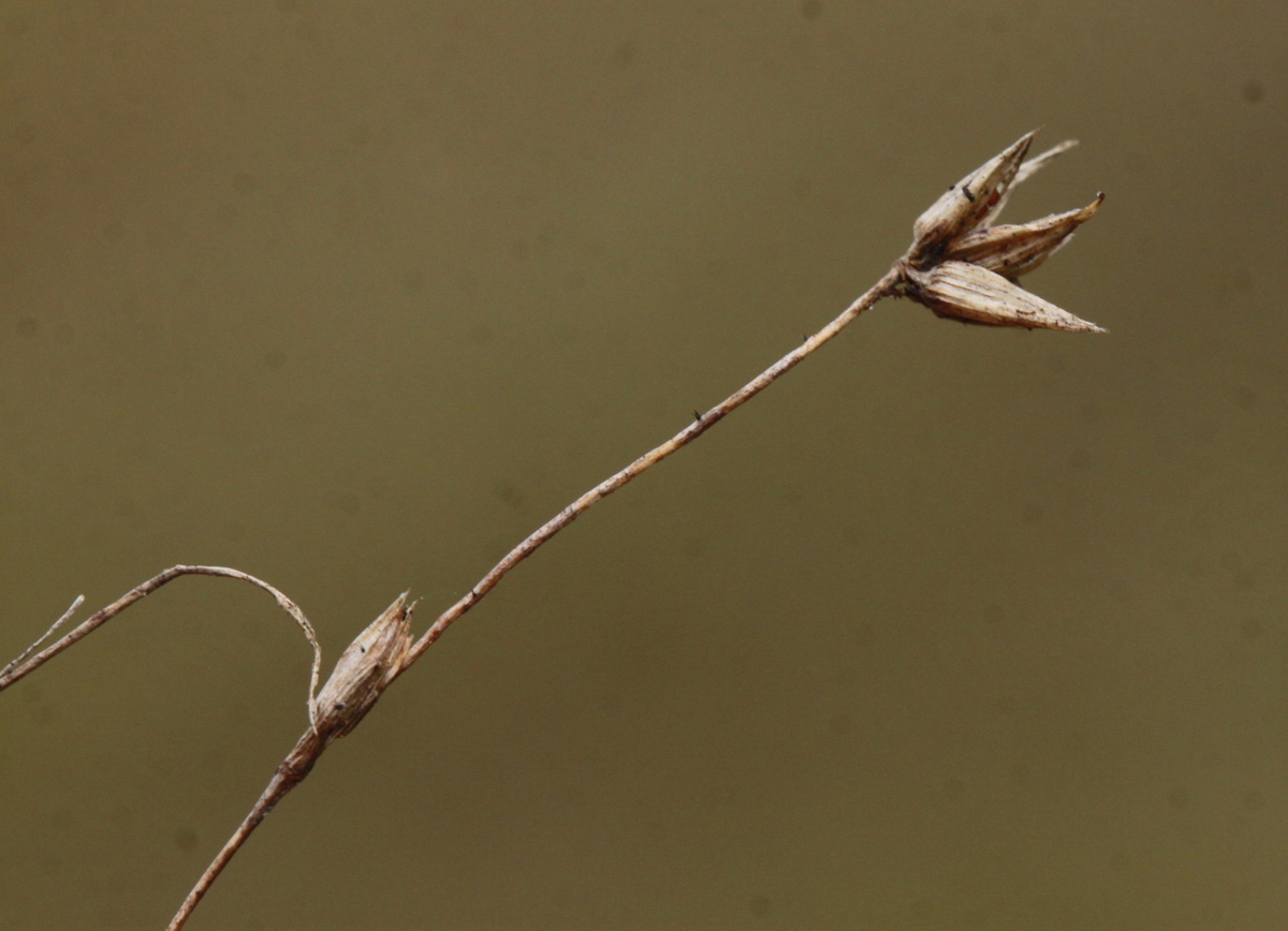 Juncus pygmaeus (door Peter Meininger)