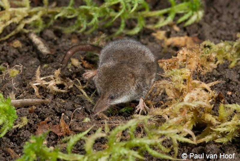 Sorex minutus (door Paul van Hoof)