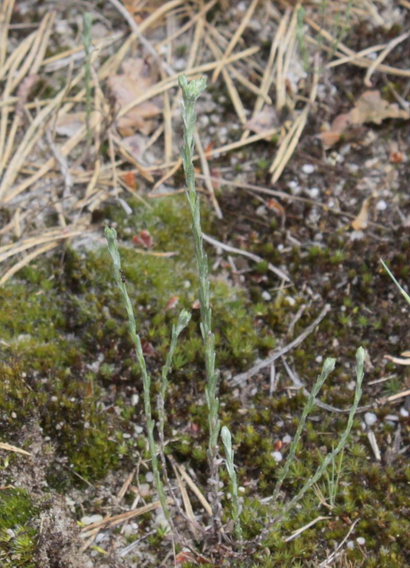 Logfia minima (door Peter Meininger)