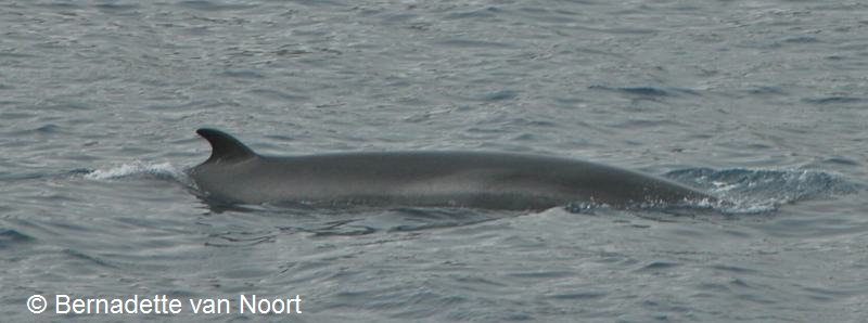 Balaenoptera acutorostrata (door Bernadette van Noort)