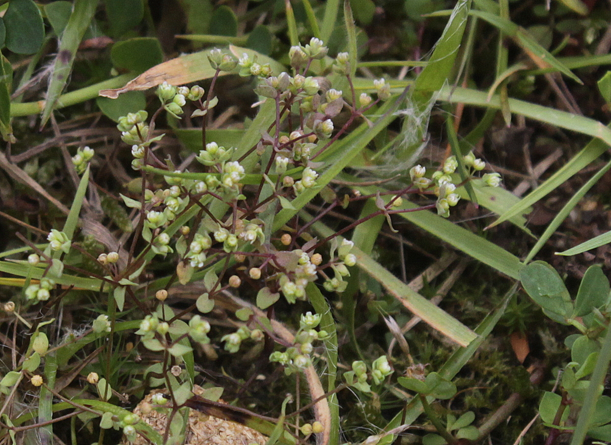 Radiola linoides (door Peter Meininger)