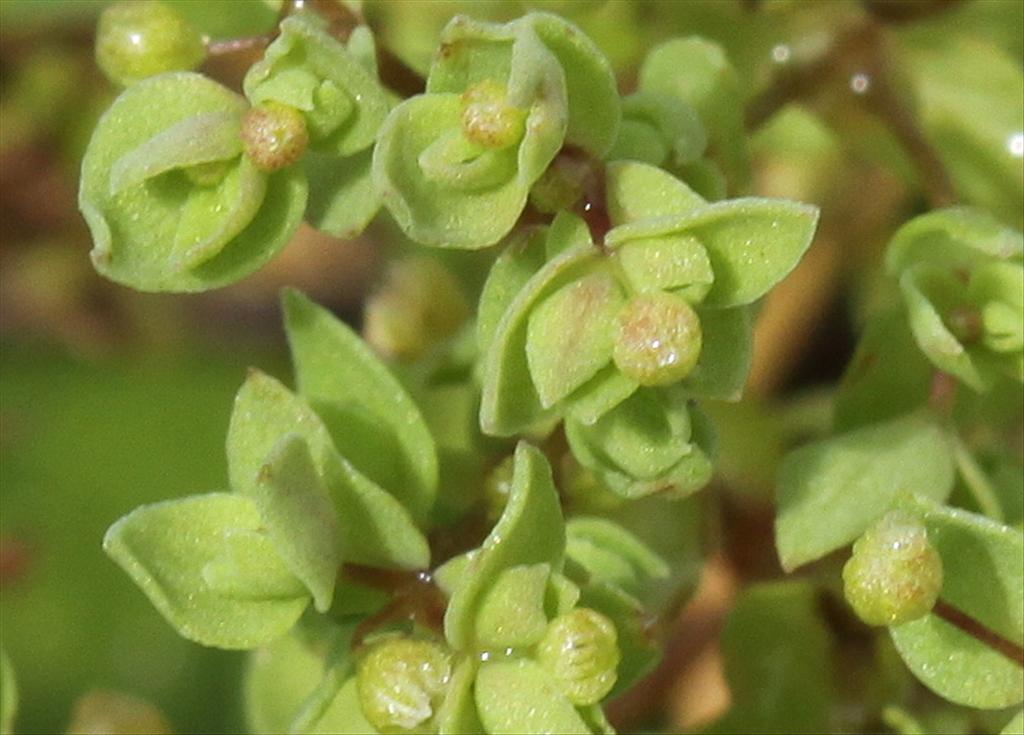 Radiola linoides (door Peter Meininger)