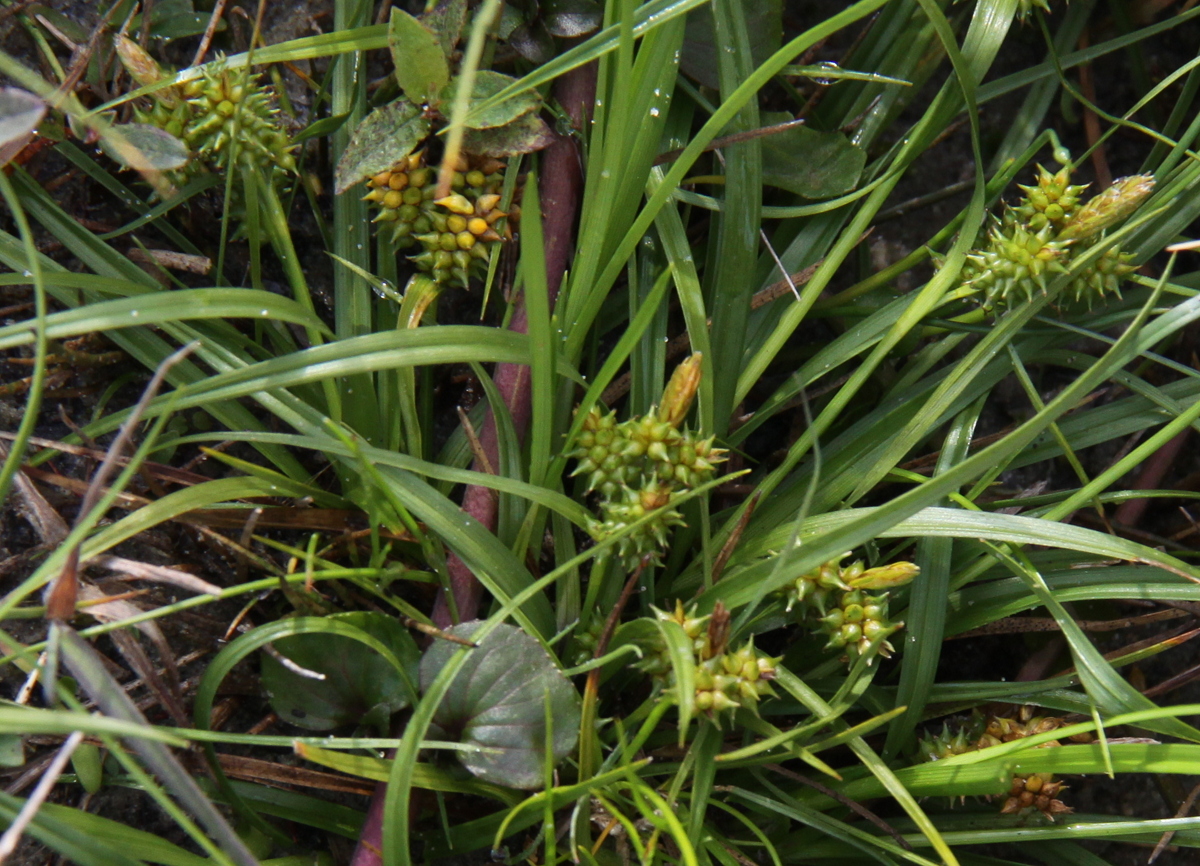 Carex oederi (door Peter Meininger)