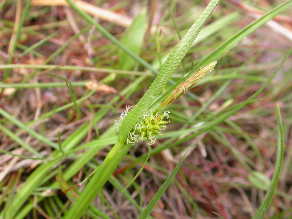 Carex oederi (door Peter Meininger)