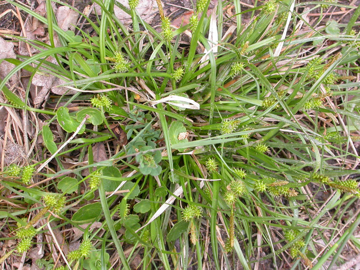 Carex oederi (door Peter Meininger)