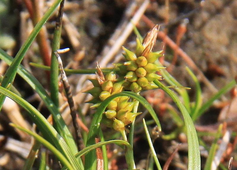 Carex oederi (door Peter Meininger)