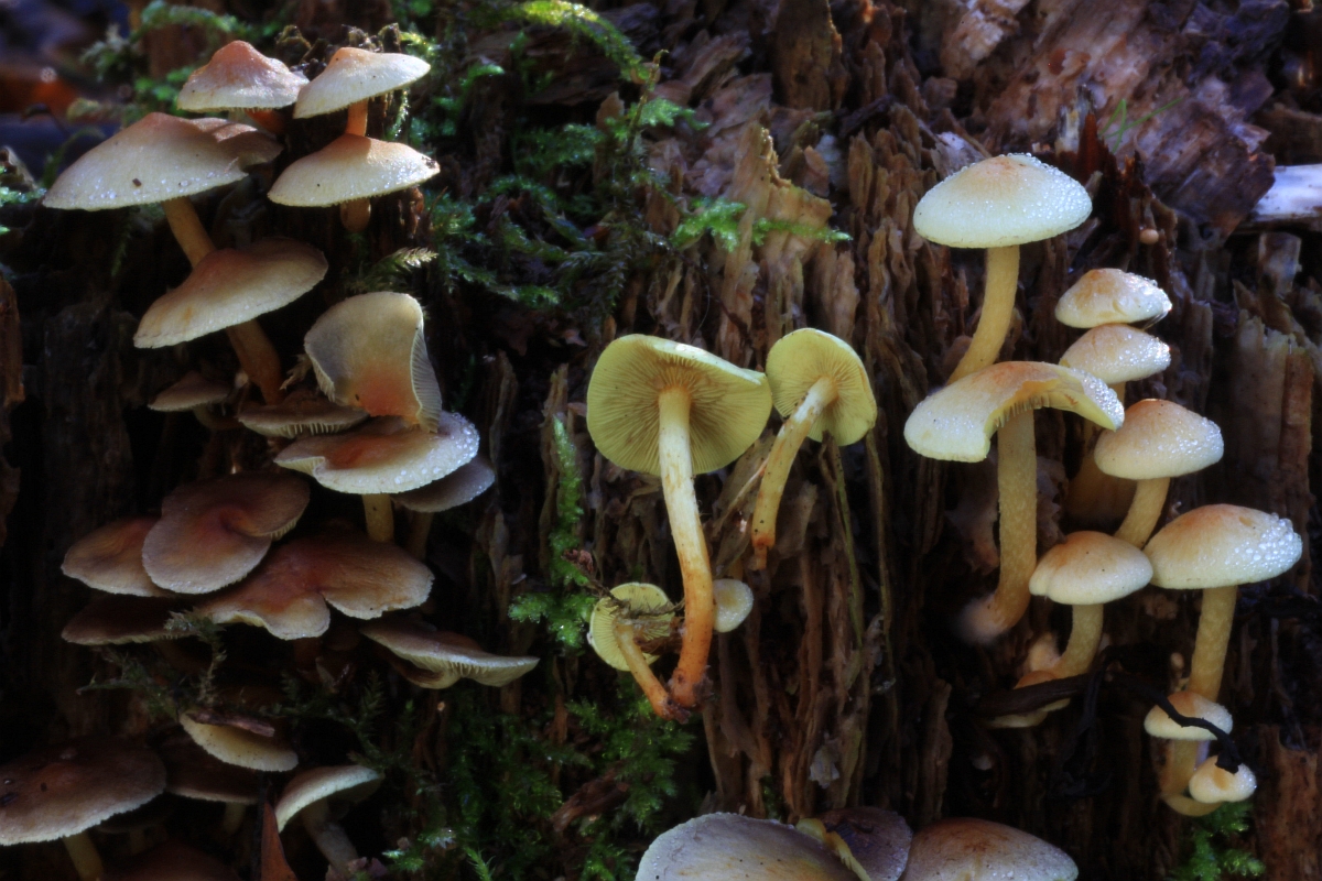 Hypholoma fasciculare var. pusillum (door Aldert Gutter)