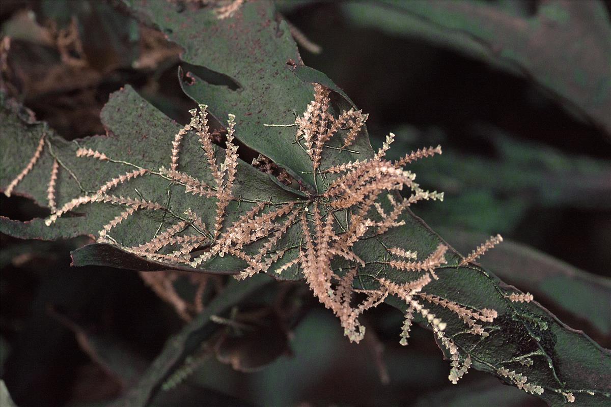 Dynamena pumila (door Marco Faasse)