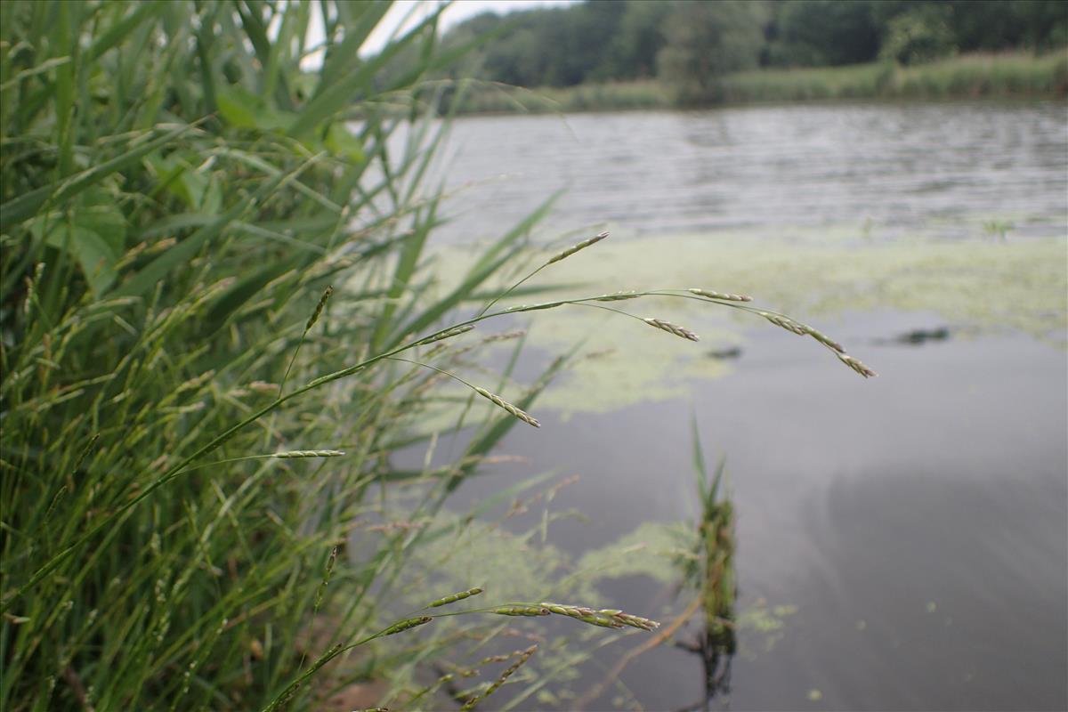 Glyceria notata (door Stef van Walsum)