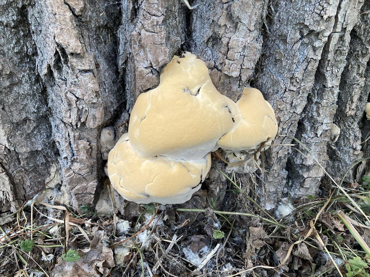 Perenniporia fraxinea (door Eduard Osieck)