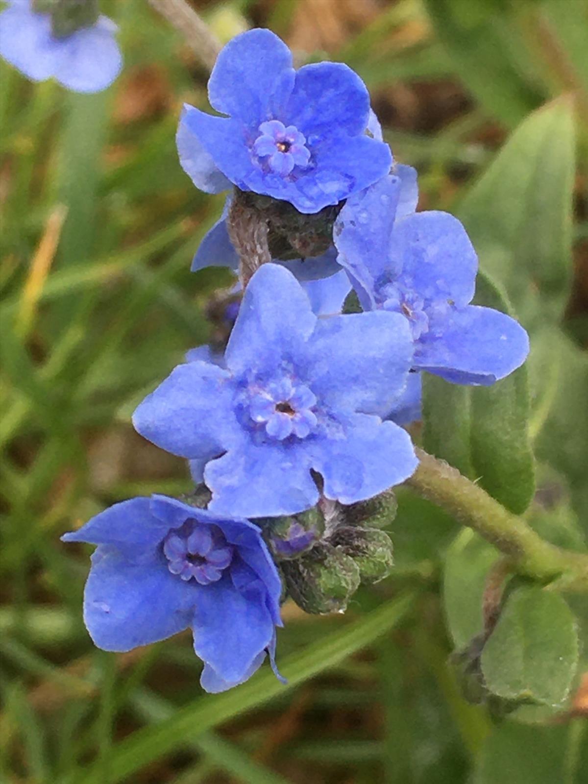 Cynoglossum amabile (door Reinder de Boer)