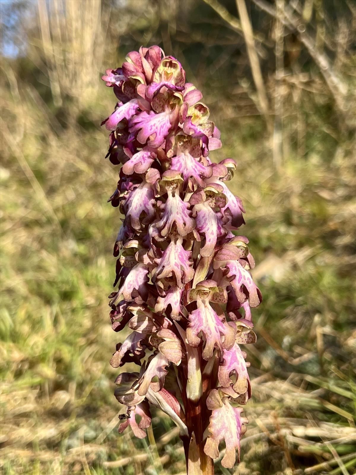 Himantoglossum robertianum (door richard smulders)