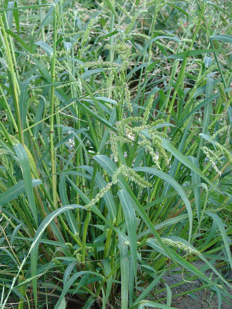 Echinochloa crus-galli (door Adrie van Heerden)