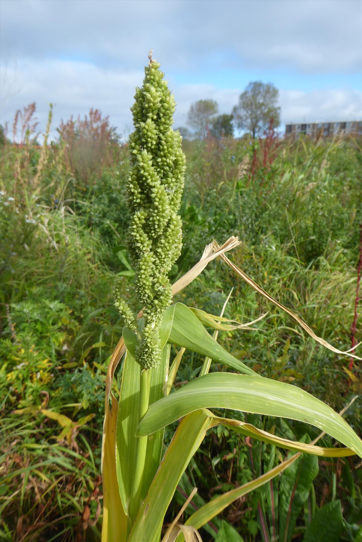 Echinochloa frumentacea (door Koen van Zoest)