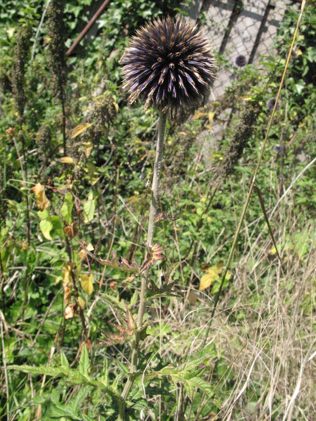 Echinops exaltatus (door Gertjan van Mill)