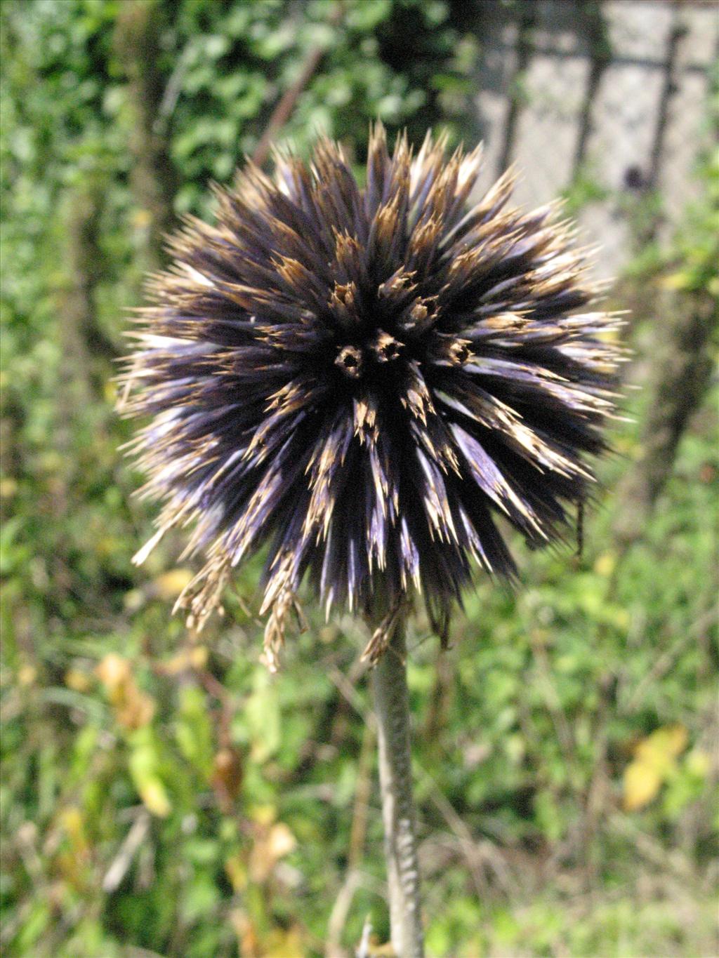 Echinops exaltatus (door Gertjan van Mill)