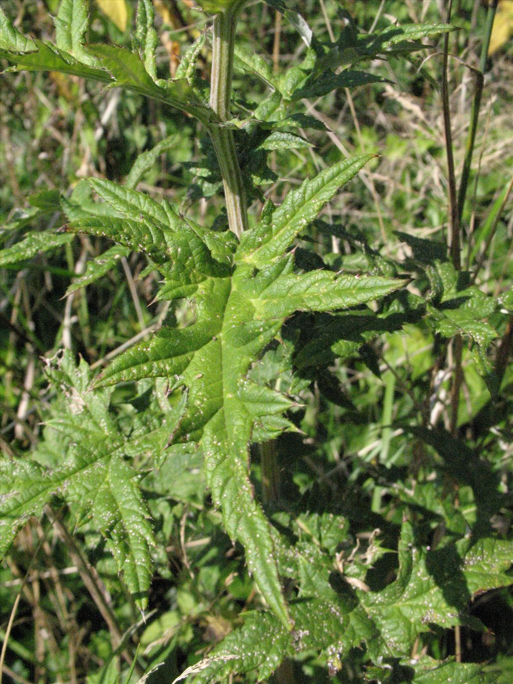 Echinops exaltatus (door Gertjan van Mill)