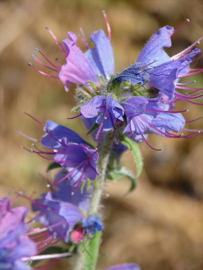 Echium vulgare (door Adrie van Heerden)